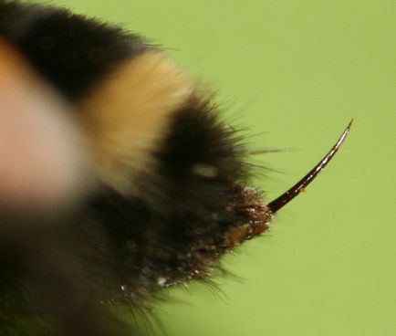 Iritat de o albină, ce să facă pentru a trage cum înțepătura prima albina de ajutor