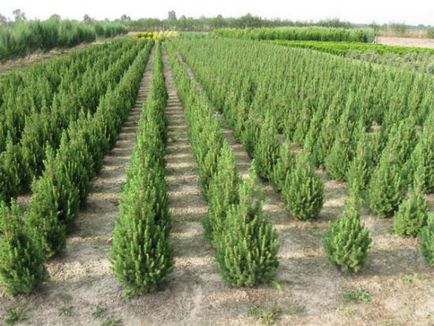 conifere Evergreen cum să planteze în mod corespunzător un molid în zona