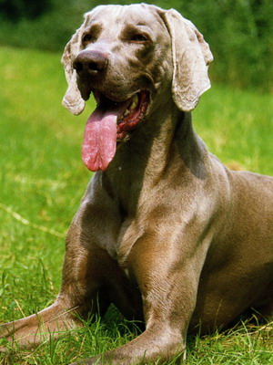 Weimaraner câine foto și video standard al rasei, vânătoare weimaraner, cu părul lung și albastru