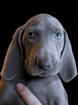 Weimaraner câine foto și video standard al rasei, vânătoare weimaraner, cu părul lung și albastru