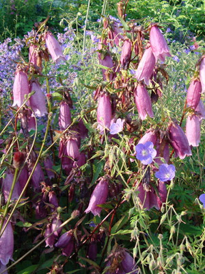 Specii și soiuri de flori clopote fotografie, cultivarea și propagarea clopoței