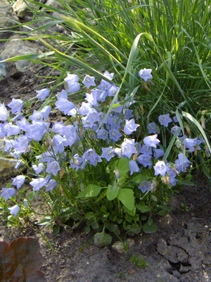 Specii și soiuri de flori clopote fotografie, cultivarea și propagarea clopoței