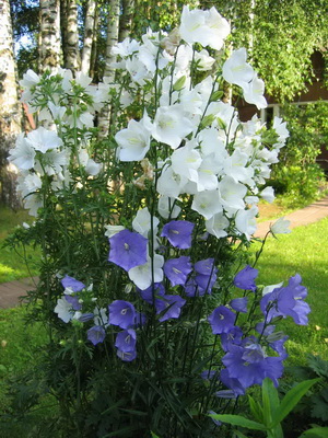 Specii și soiuri de flori clopote fotografie, cultivarea și propagarea clopoței