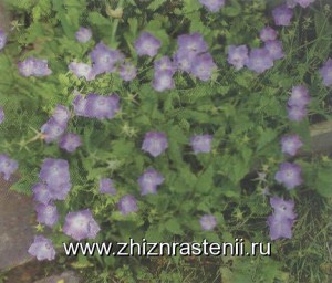 Specii de plante kolokolchikovzhizn