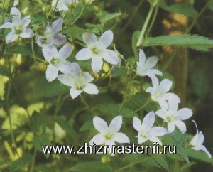 Specii de plante kolokolchikovzhizn