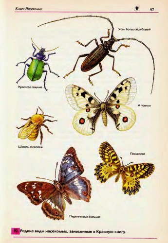 specii de insecte cu nume