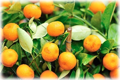 Cultivarea portocaliu de oase la domiciliu