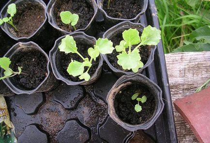 Cultivarea de varza decorativa - când să planteze și cum să aibă grijă de ea în grădină