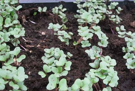 Cultivarea de varza decorativa - când să planteze și cum să aibă grijă de ea în grădină