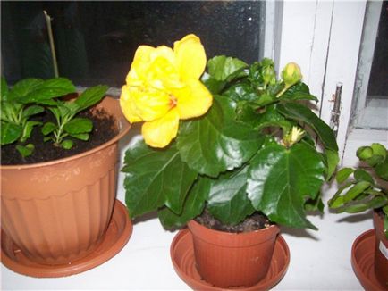 Cultivarea hibiscus în tipurile de acasă, de plantare și îngrijire de trandafiri fotografie