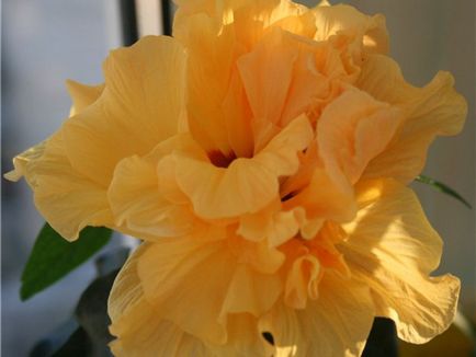 Cultivarea hibiscus în tipurile de acasă, de plantare și îngrijire de trandafiri fotografie