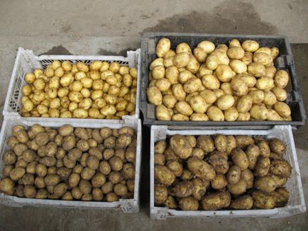 Cultivarea cartofi în paie - 3 cele mai bune metode!