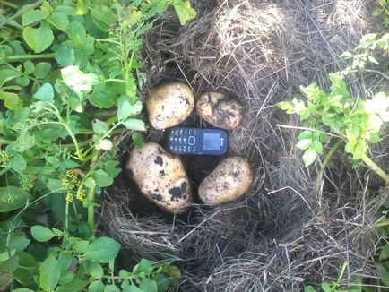 Cultivarea cartofi în paie - 3 cele mai bune metode!
