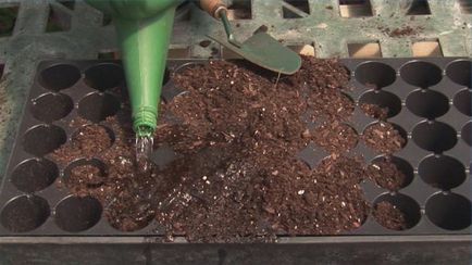 Cultivarea Clematis din semințe