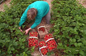 Cultivarea căpșuni pe tot parcursul anului în seră la domiciliu