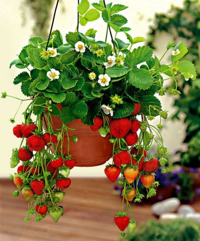 Cultivarea căpșuni în casă pe tot parcursul anului