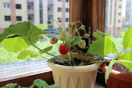 Cultivarea căpșuni în casă pe tot parcursul anului