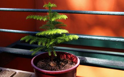 Cultivarea conifere la domiciliu din semințe, butași de propagare și de îngrijire