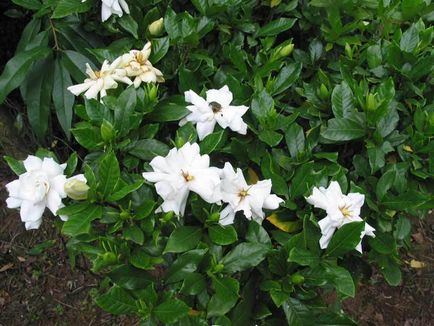 Cultivarea zhasminovidnoy gardenie descriere acasă, plantare și îngrijire de flori
