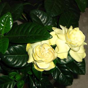 Cultivarea zhasminovidnoy gardenie descriere acasă, plantare și îngrijire de flori