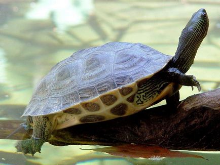 țestoase acvatice