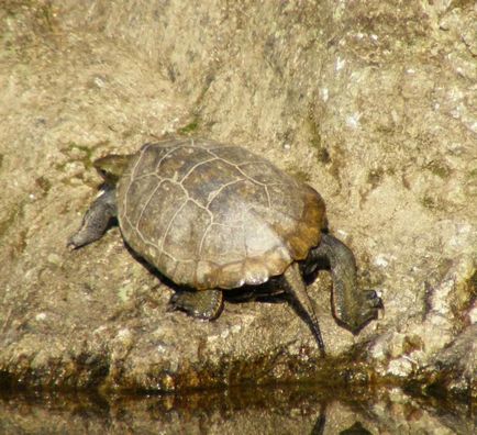 țestoase acvatice