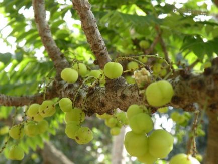 Magic cerere indian pulbere Amla pentru reintinerire