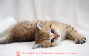 Toate rasa britanica de pisicile din rasa descriere, caracteristici, caracteristici, semne, distinctive
