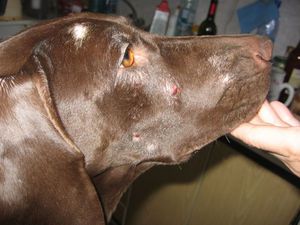 Toate acarianului subcutanate în tratamentul câinilor și măsuri preventive