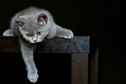 Natura și obiceiurile de pisici fotografie britanic