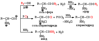 Proprietățile chimice ale aminoacizilor