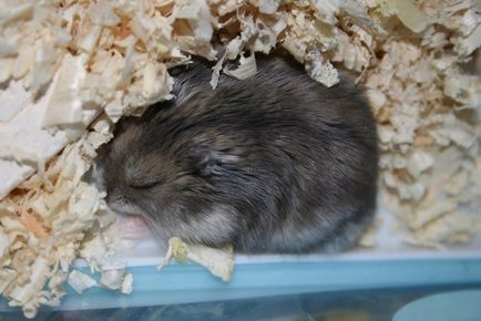hamster sirian, rozătoare inteligente