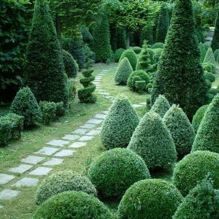 Coniferele în grădină, și designul lor, fotografii și recomandări