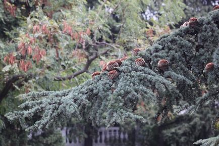 Coniferele în grădină, și designul lor, fotografii și recomandări