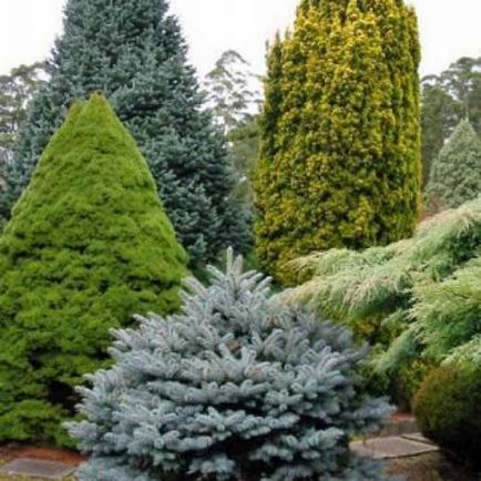 Coniferele în grădină, și designul lor, fotografii și recomandări