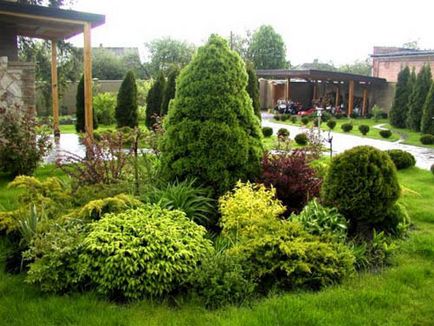 Coniferele în fotografii de grădină și de design și idei, cu exemple de utilizare de conifere