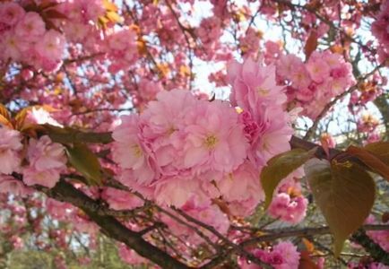 Japoneză cires Sakura caracteristici, descrieri, soiuri, de plantare și îngrijire, Hanami, foto, video