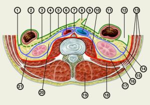 retriperitoneum