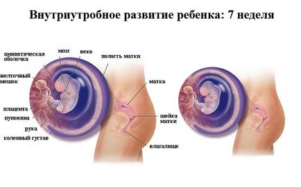 Corpus luteum in timpul sarcinii - ce este, dimensiunea, rata de