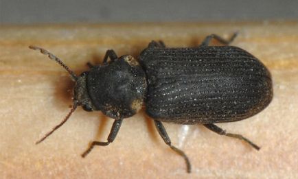 polizor Beetle pentru a scăpa de un bug în casă sau apartament, principalele metode