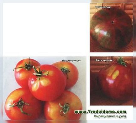 10 dintre cele mai delicioase și, în același timp soiuri frumoase de tomate, site-ul de grădină, cabana și plante de apartament