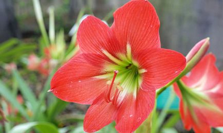 De ce nu infloreste Amaryllis