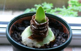 De ce nu infloreste Amaryllis