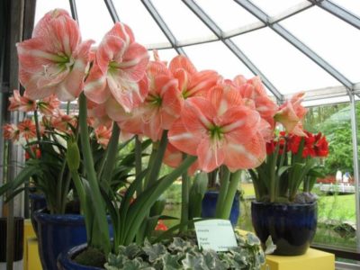 De ce nu infloreste Amaryllis