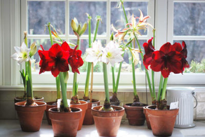 De ce nu infloreste Amaryllis