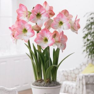 De ce nu infloreste Amaryllis