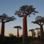 baobab-l