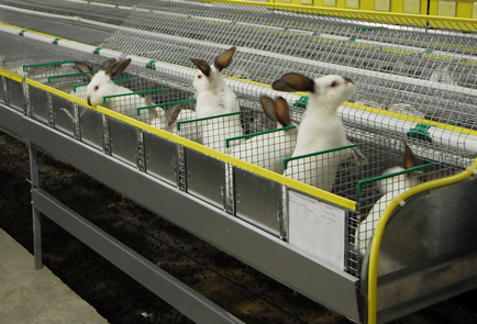 Cum de a vinde iepuri