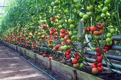 Cum de a vinde tomate