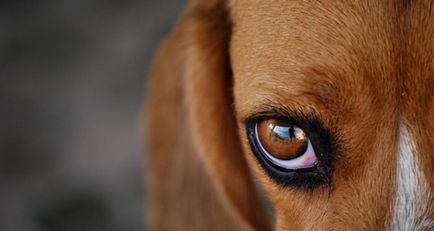 tratament pentru ochi canin